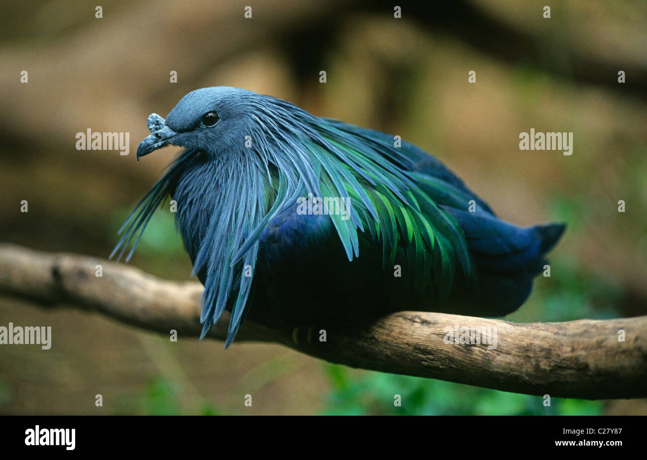 Un piccione Nicobar, Caloenas nicobarica, maschio, comune nel Sudest asiatico dall'India Indonesia Foto Stock