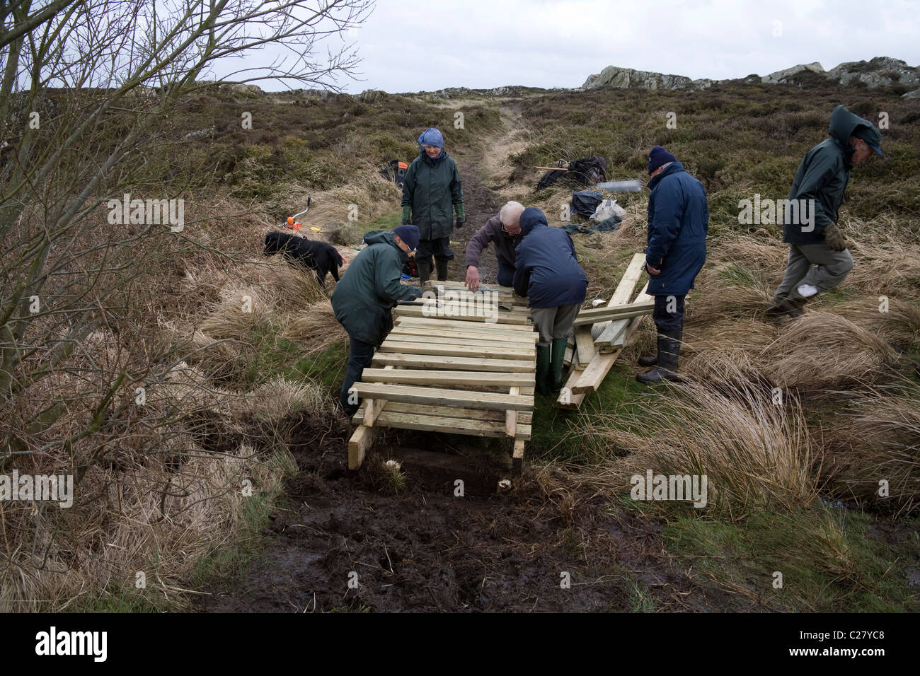 Il Galles del Nord Regno Unito Gruppo di volontari anziani la costruzione di una passerella di legno su una sezione fangoso di un sentiero pubblico sul grigio di un giorno di pioggia Foto Stock