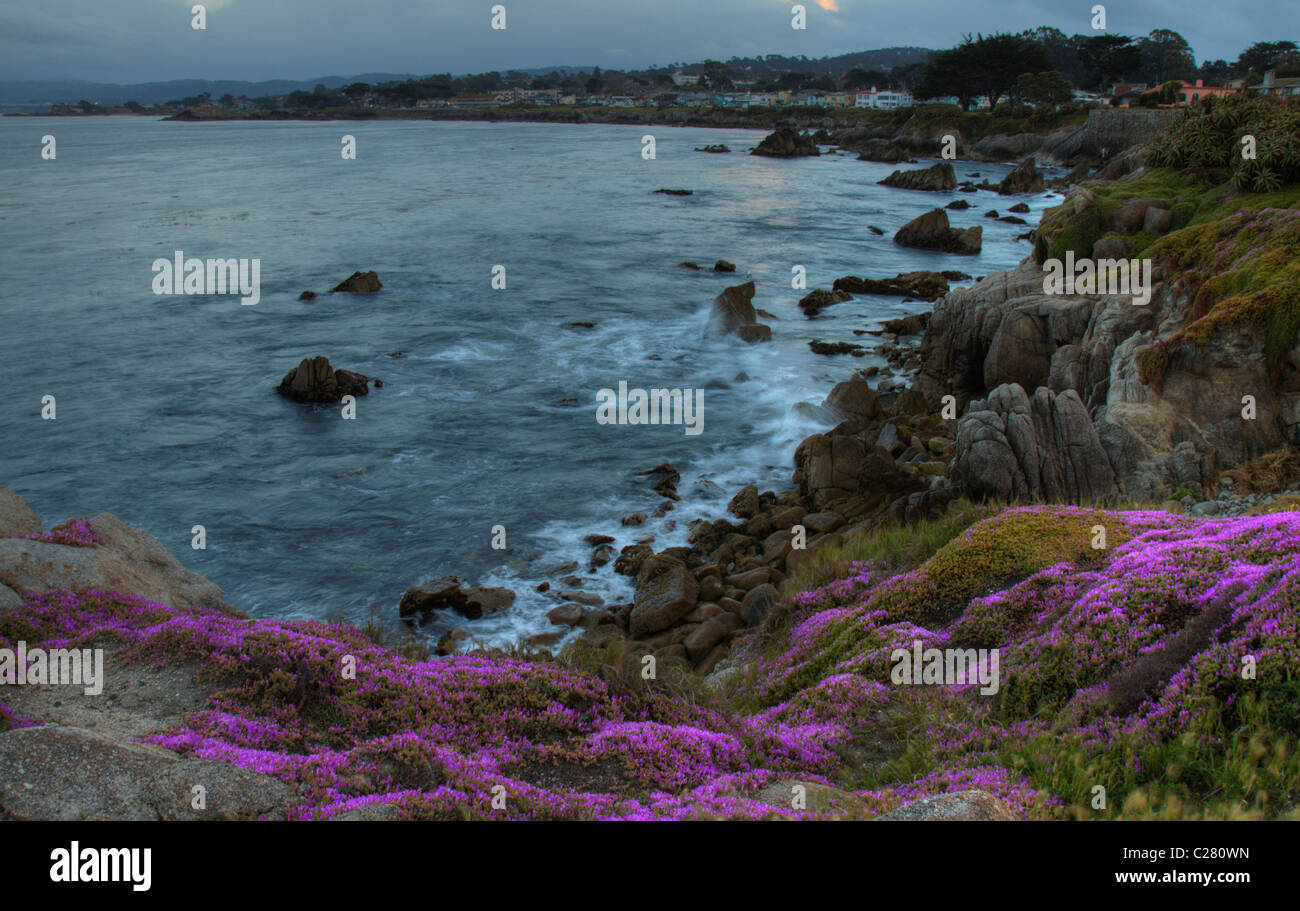 Pacific Grove e Monterey Bay al tramonto con ghiaccio rosa piante in fiore. California centrale, STATI UNITI D'AMERICA Foto Stock