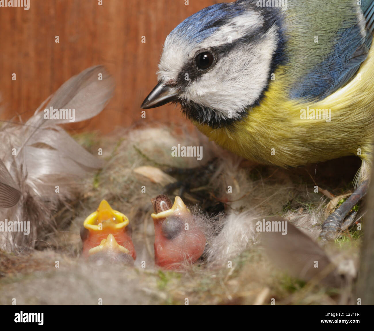 Maschio adulto blu tit Cyanistes caeruleus alimentazione di pulcini in nestbox. Bristol, maggio 2006. Foto Stock