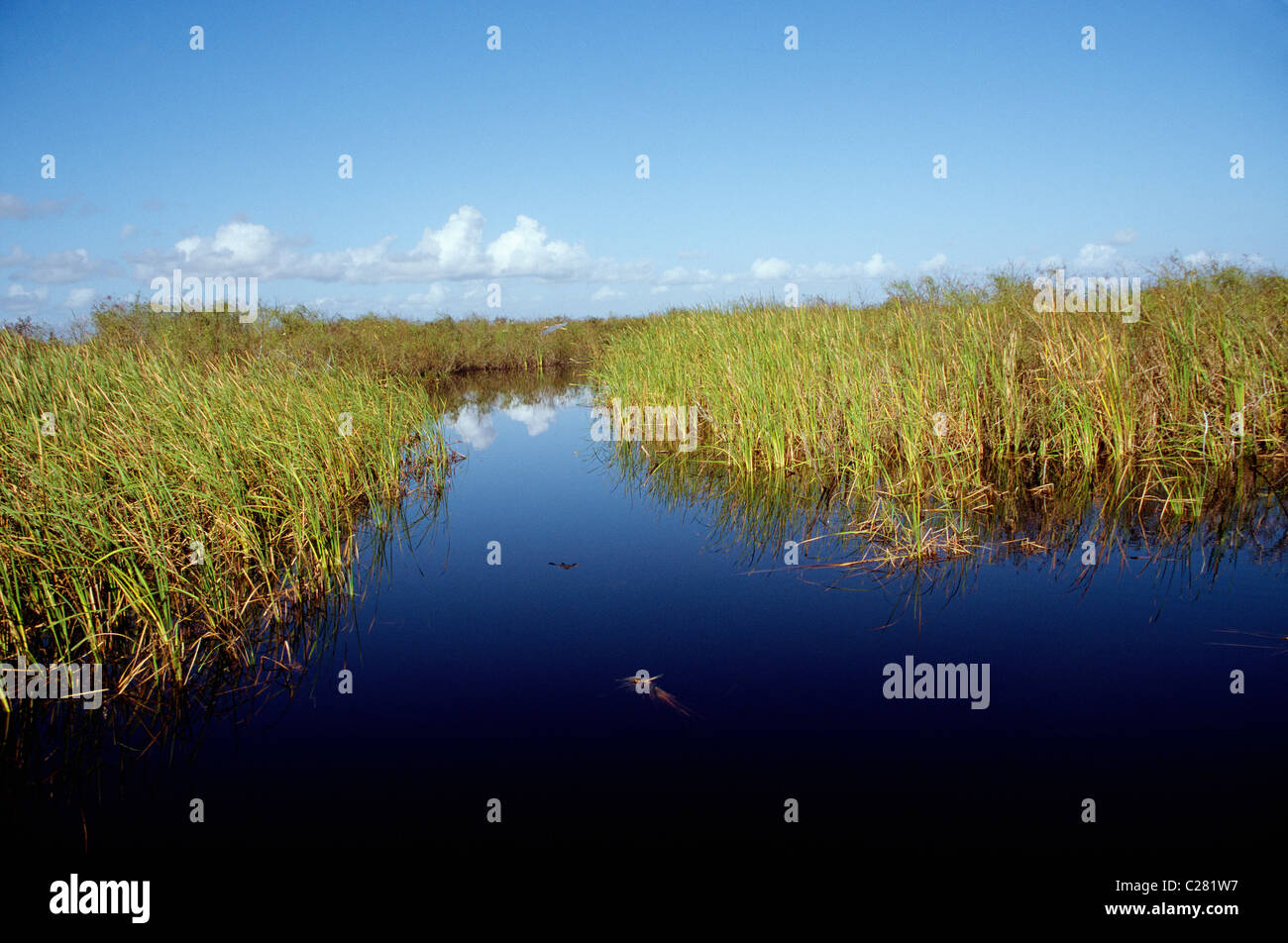 Lussureggiante palude in Everglades National Park, Florida, Stati Uniti d'America Foto Stock