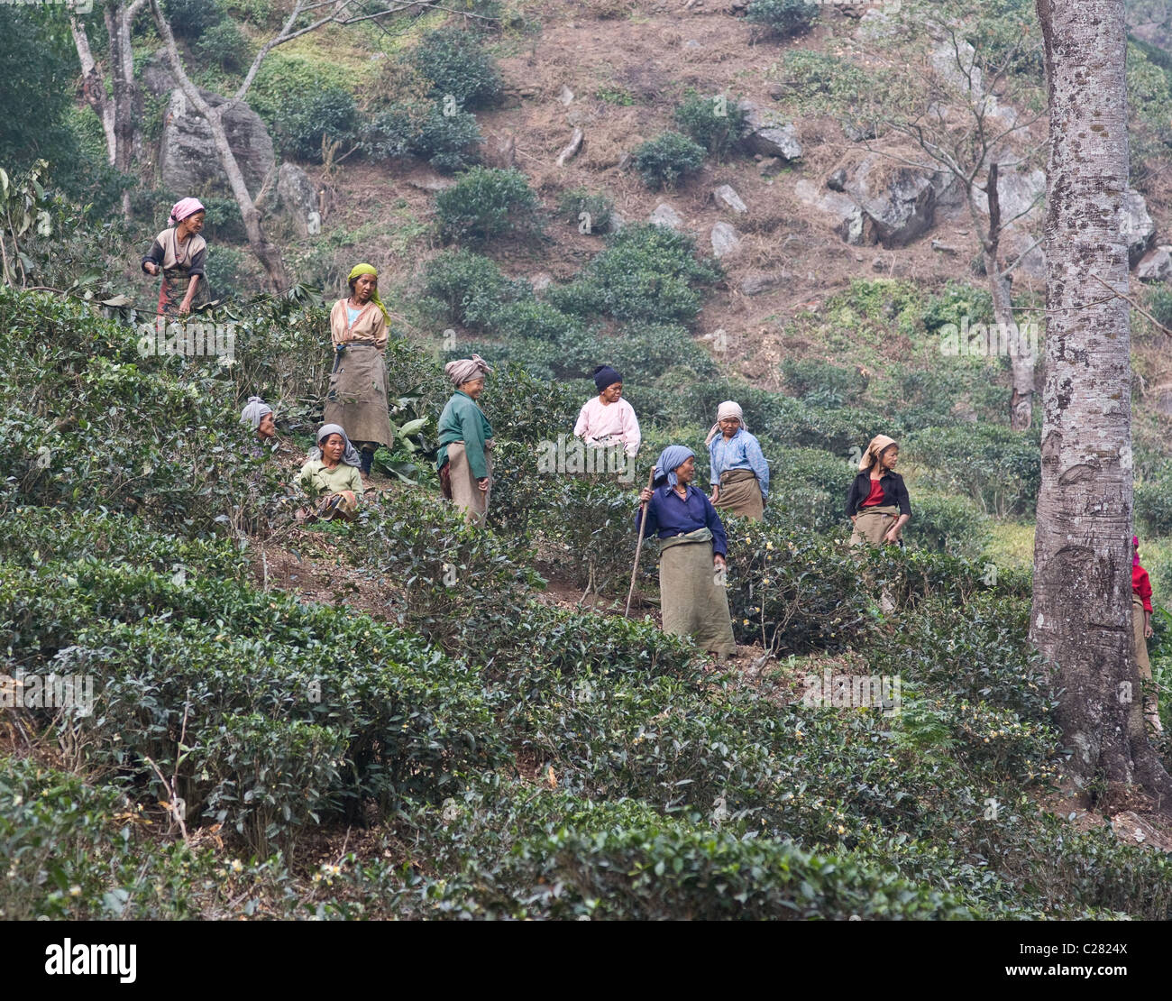 Raccoglitrice di tè sikkimese squadra femminile in una piantagione di tè vicino a Darjeeling Foto Stock