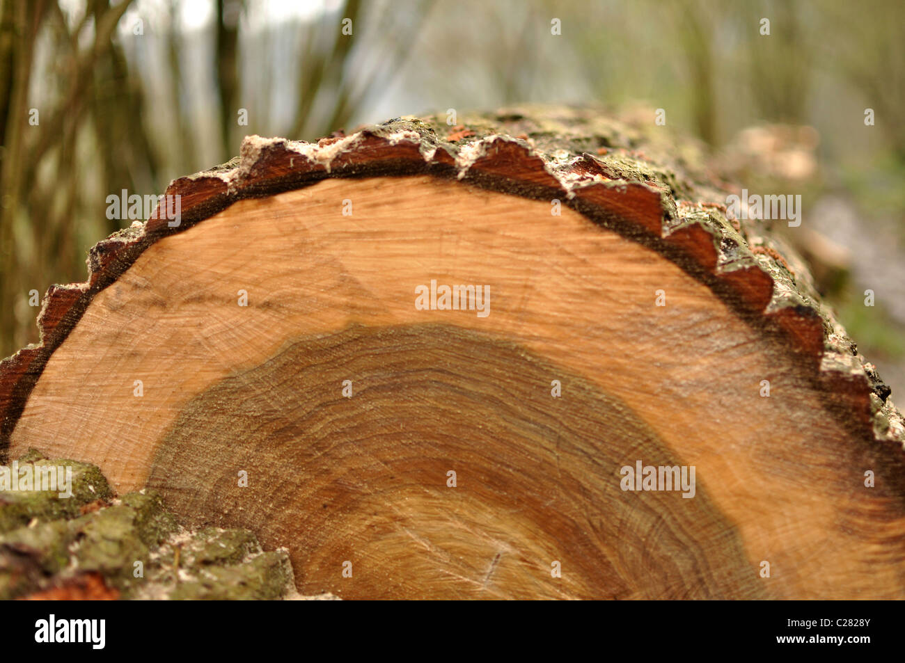 Bene gli anelli di un albero di una quercia il tronco di albero. Un bel bokeh di fondo sul retro. La quercia è stata tagliata in precedenza. Un pezzo di legno. Foto Stock