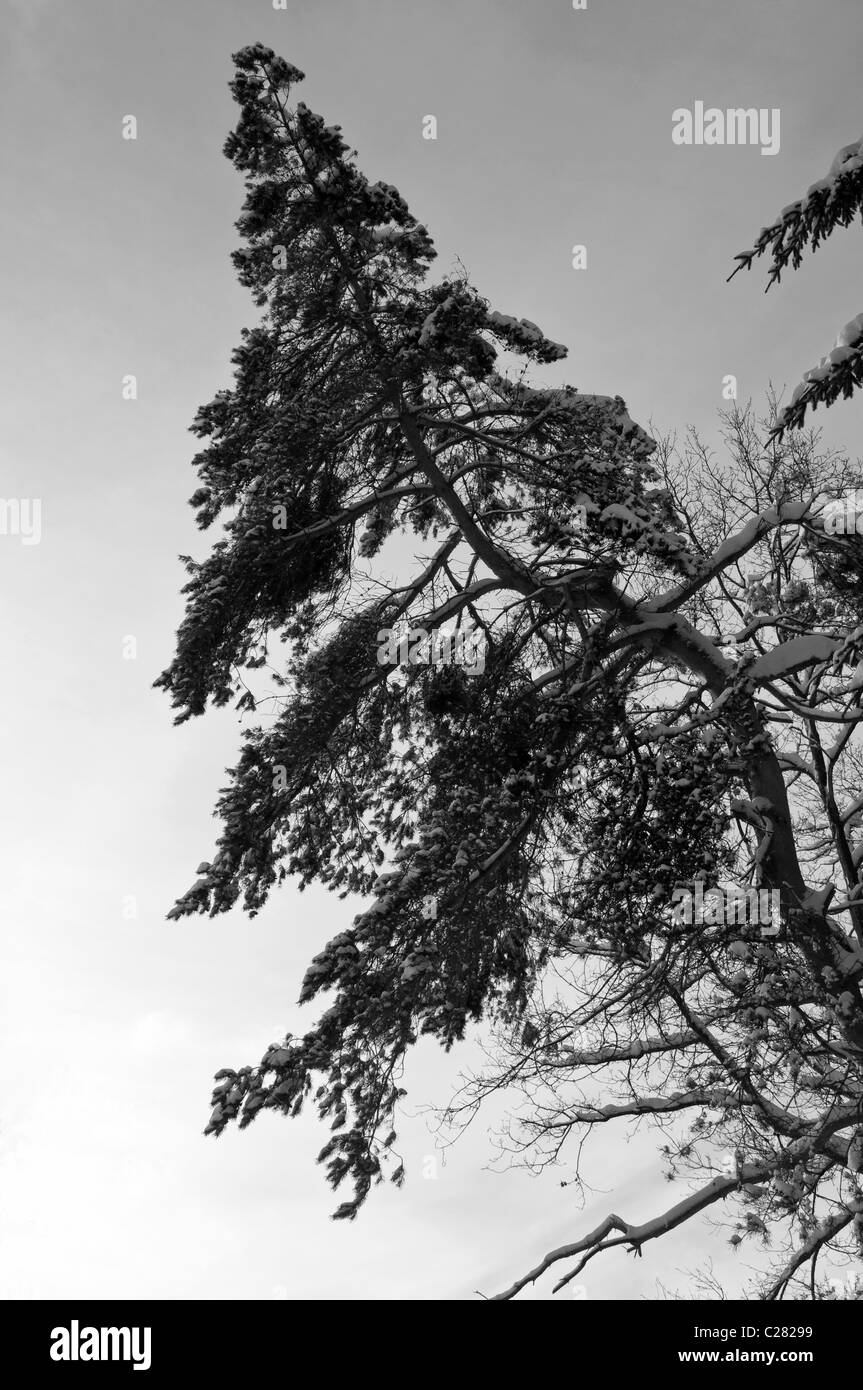 Un solo pino durante un inverno molto freddo in bianco e nero. Foto Stock