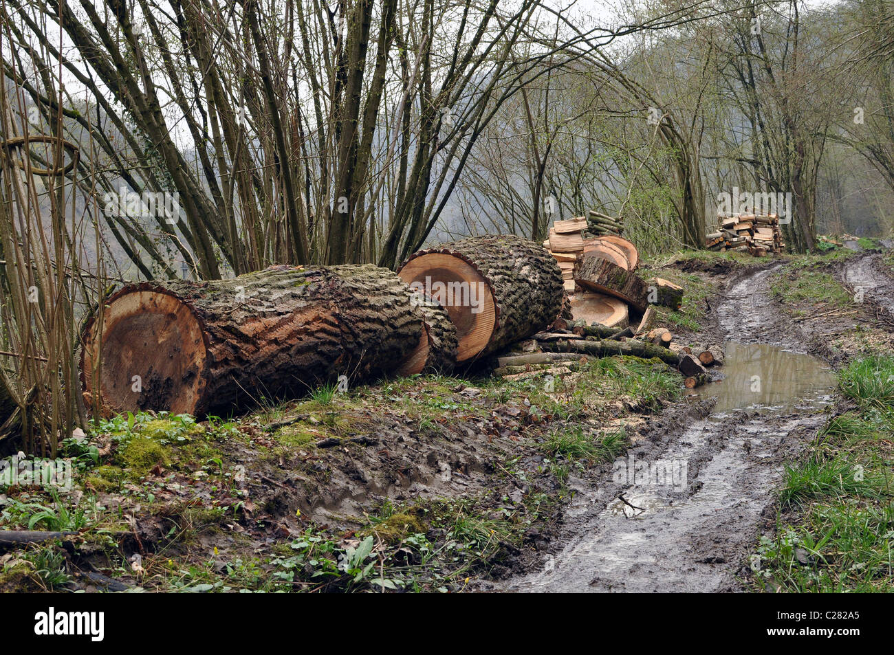 Oak il tronco di albero tagliato in più pezzi di legno vicino a un sentiero di campagna con alberi di sottile. Foto Stock