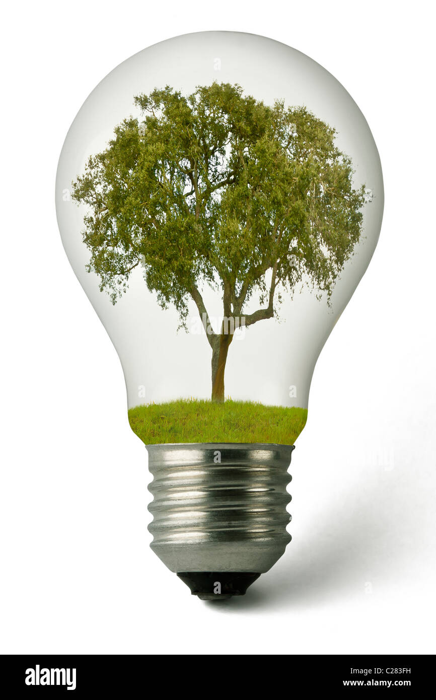 Lampadina con una struttura ad albero Cork-Oak cresce dentro, dal punto di vista concettuale essa rappresenta la necessità di produrre energia con natura di armamento Foto Stock