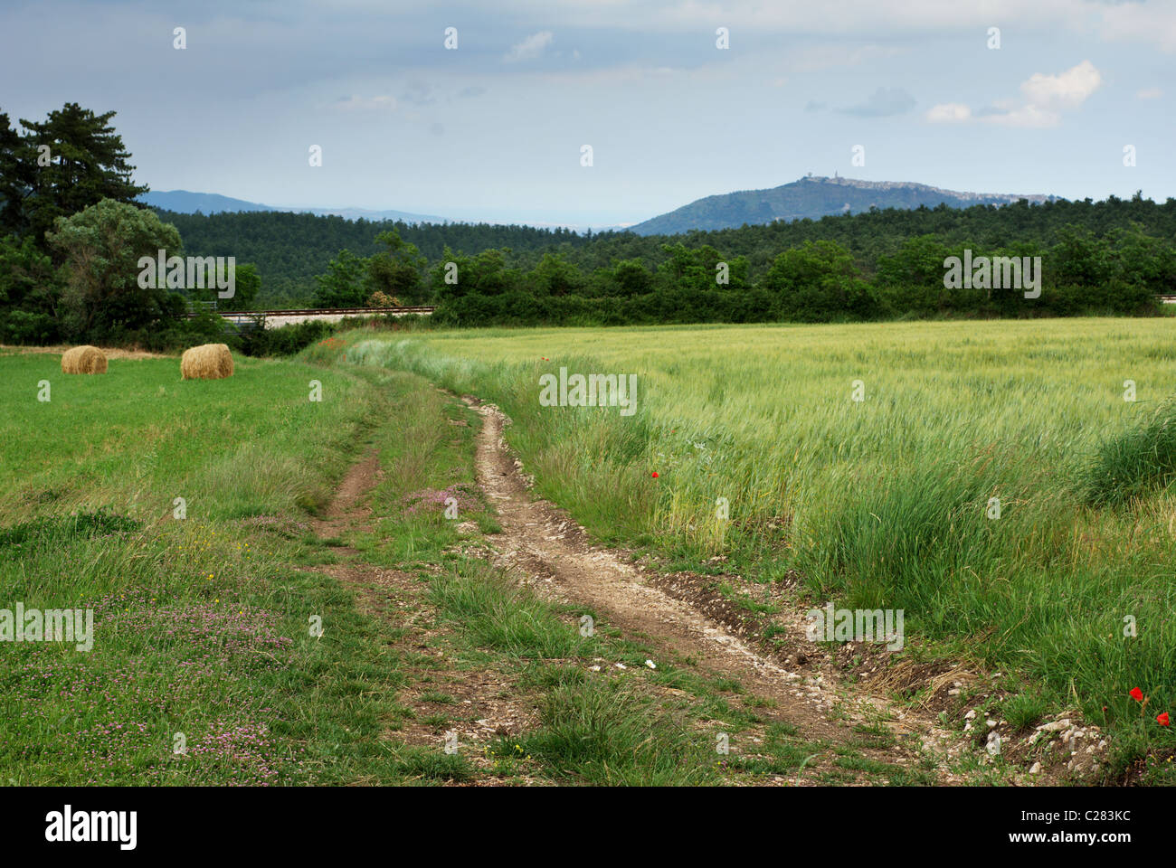 Strada rurale e prato verde illuminato dal sole Foto Stock