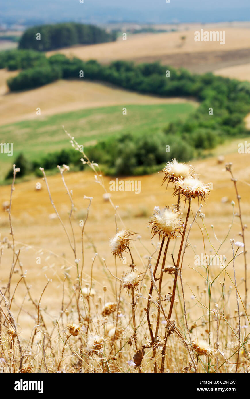 Asciugare il thistle piante (messa a fuoco selettiva su impianti a secco in primo piano) Foto Stock
