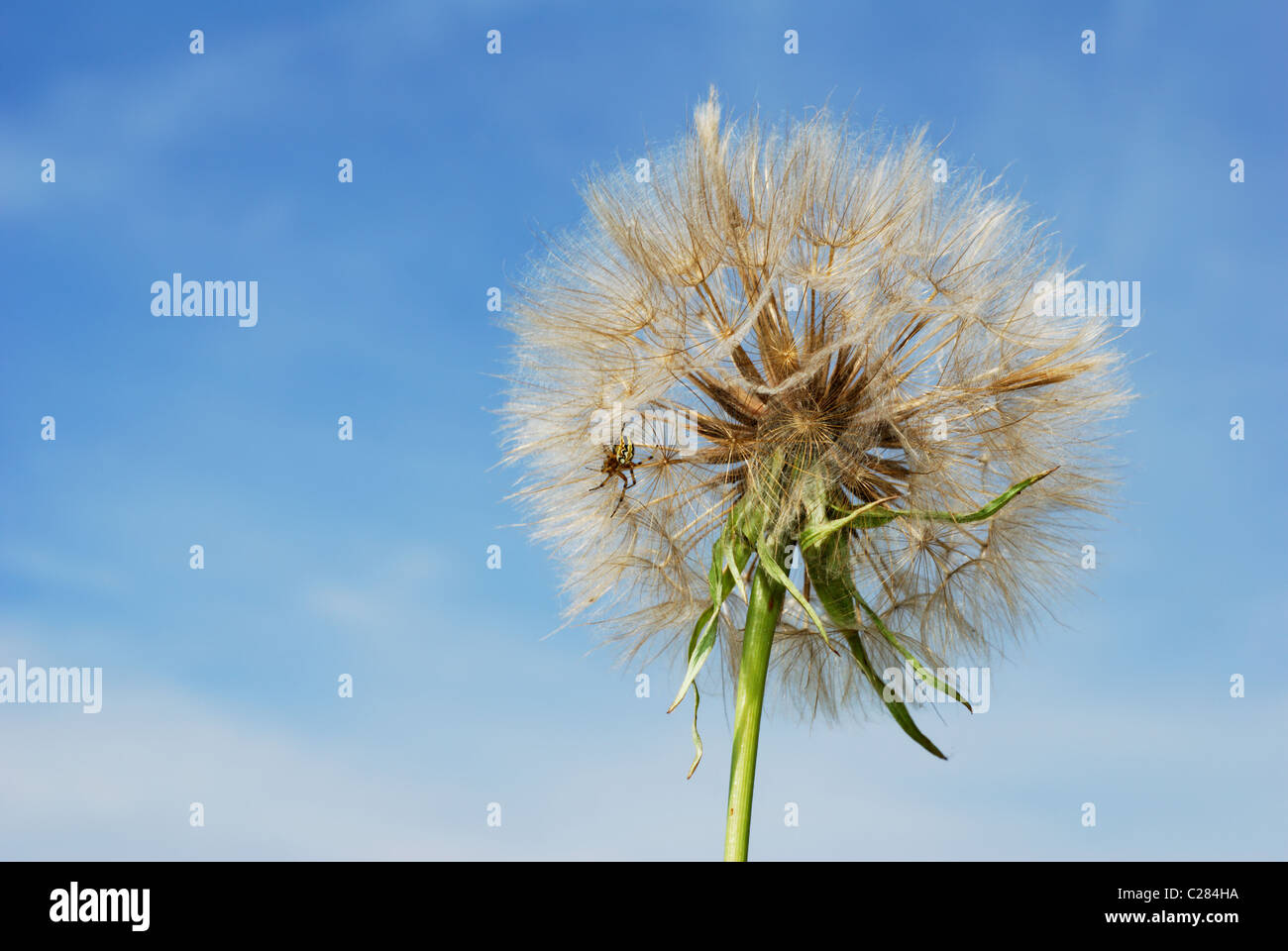 Seme Milkweed stelo con il ragno giallo contro il cielo blu Foto Stock