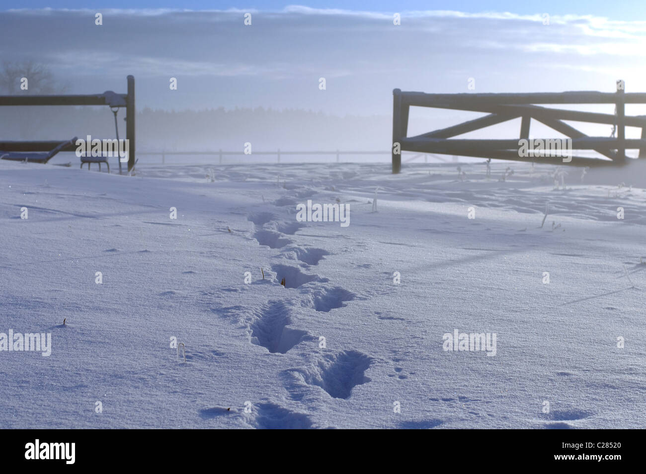 Tracce nella neve portando ad un paddock gate. La luce del sole dal lato destro. Foto Stock