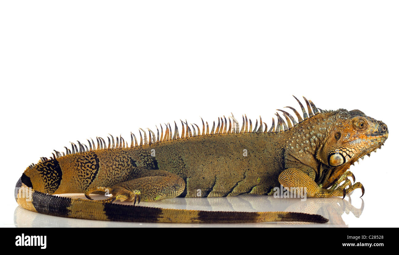 Iguana isolati su sfondo bianco Foto Stock