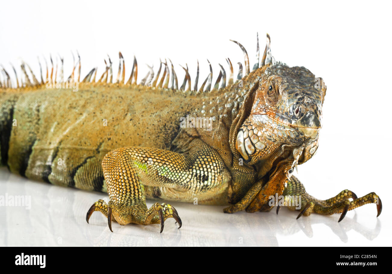 Ritratto dell'Iguana Foto Stock