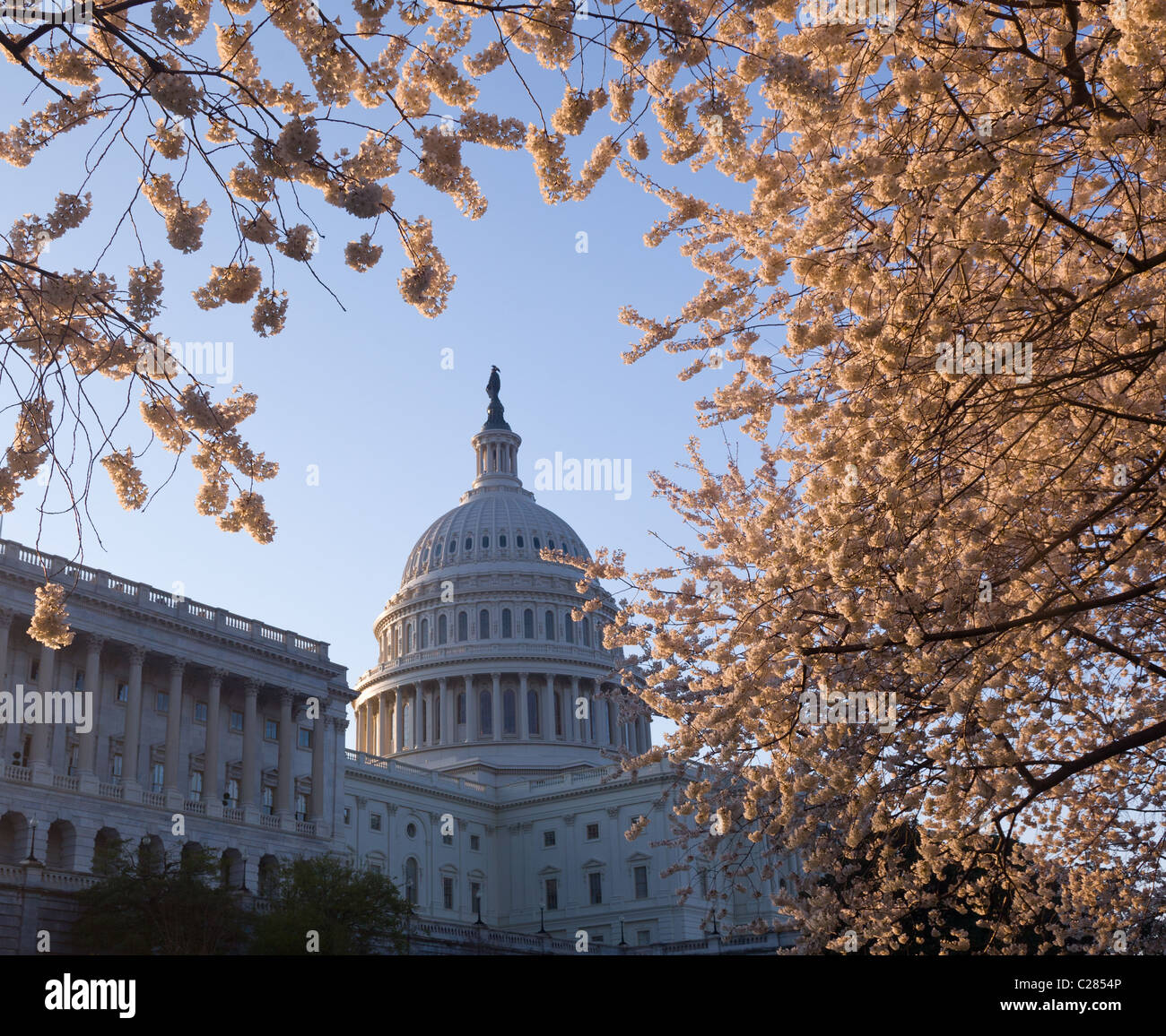 Campidoglio di Washington DC e accesa la mattina presto con fiori di ciliegio che incorniciano la cupola dell'edificio Foto Stock