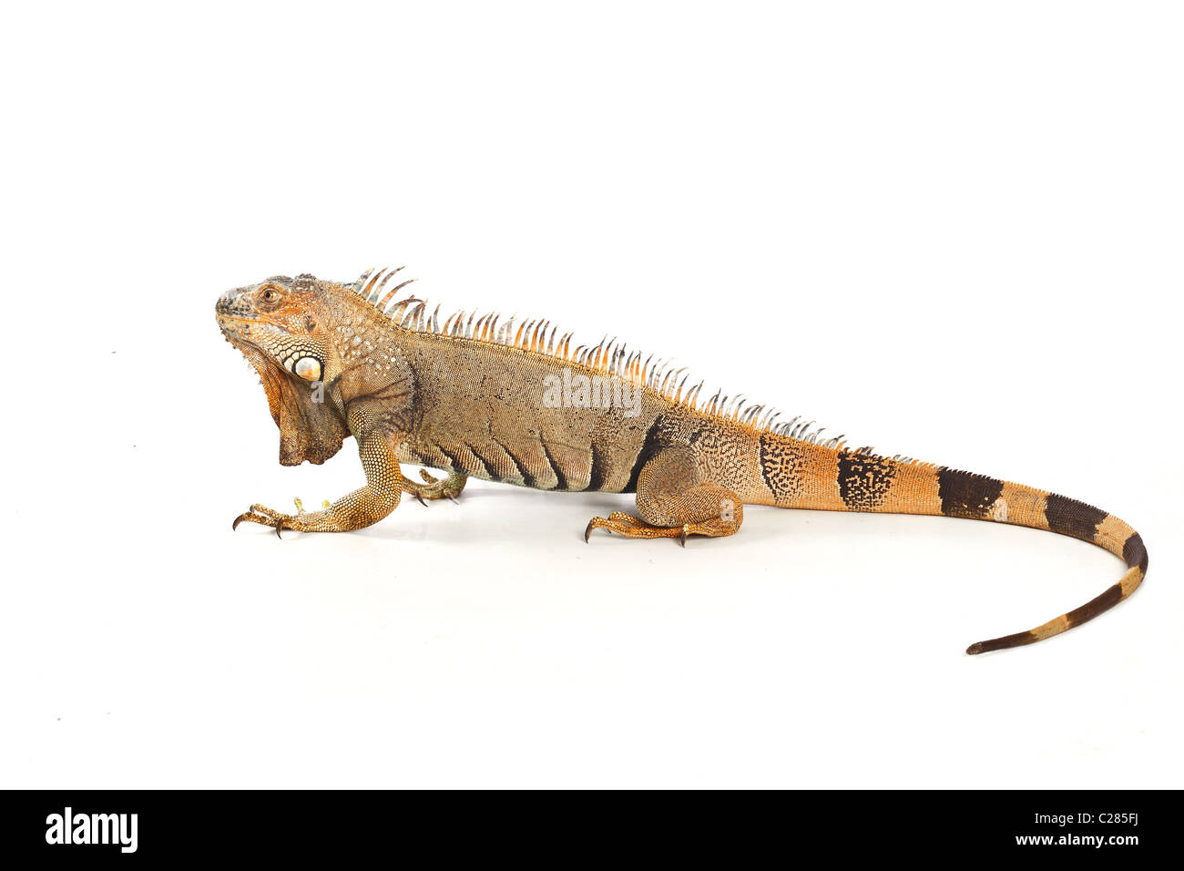 Iguana isolati su sfondo bianco Foto Stock