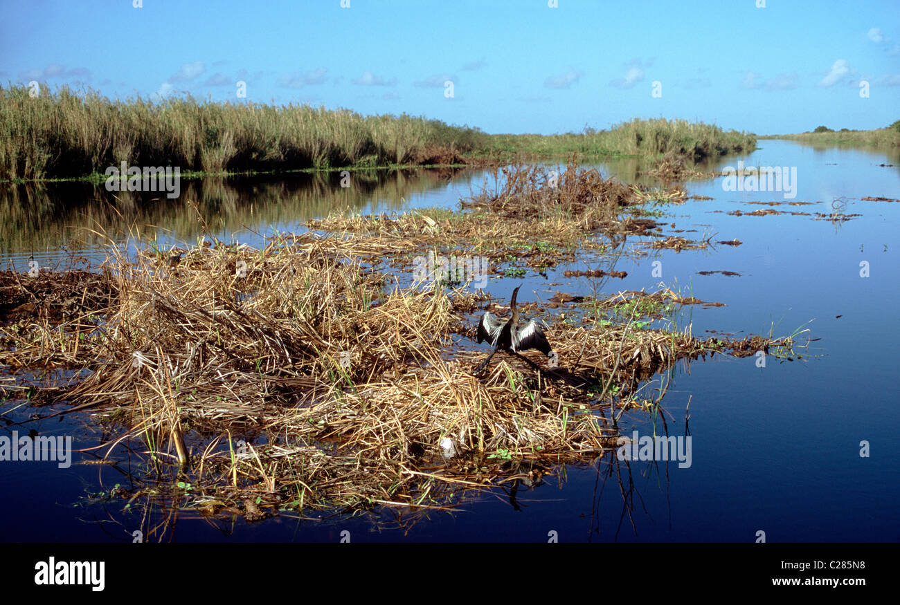 Lussureggiante palude in Everglades National Park, Florida, Stati Uniti d'America Foto Stock