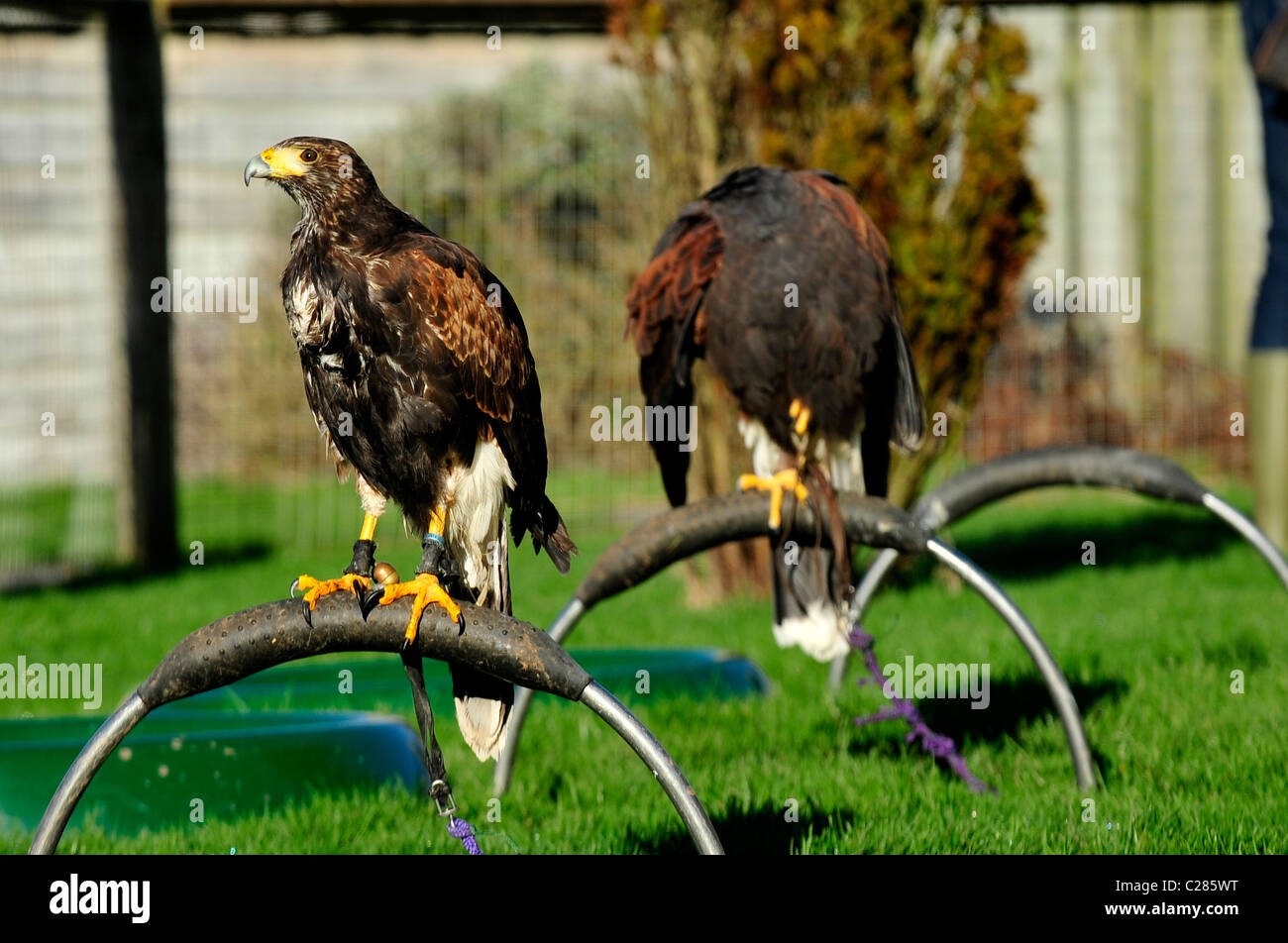 Un paio di captive i falchi Harris a un uccello da preda center (Parabuteo unicinctus) Foto Stock