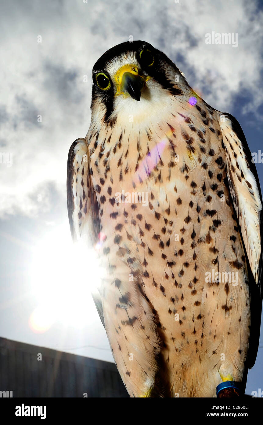 Lanner Falcon (Falco biarmicus) captive bird rapaci Foto Stock