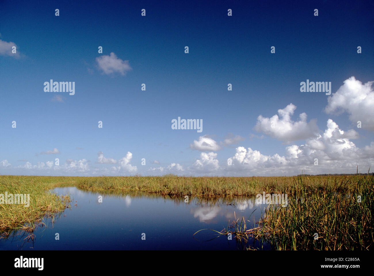 Lussureggiante palude in Everglades National Park, Florida, Stati Uniti d'America Foto Stock