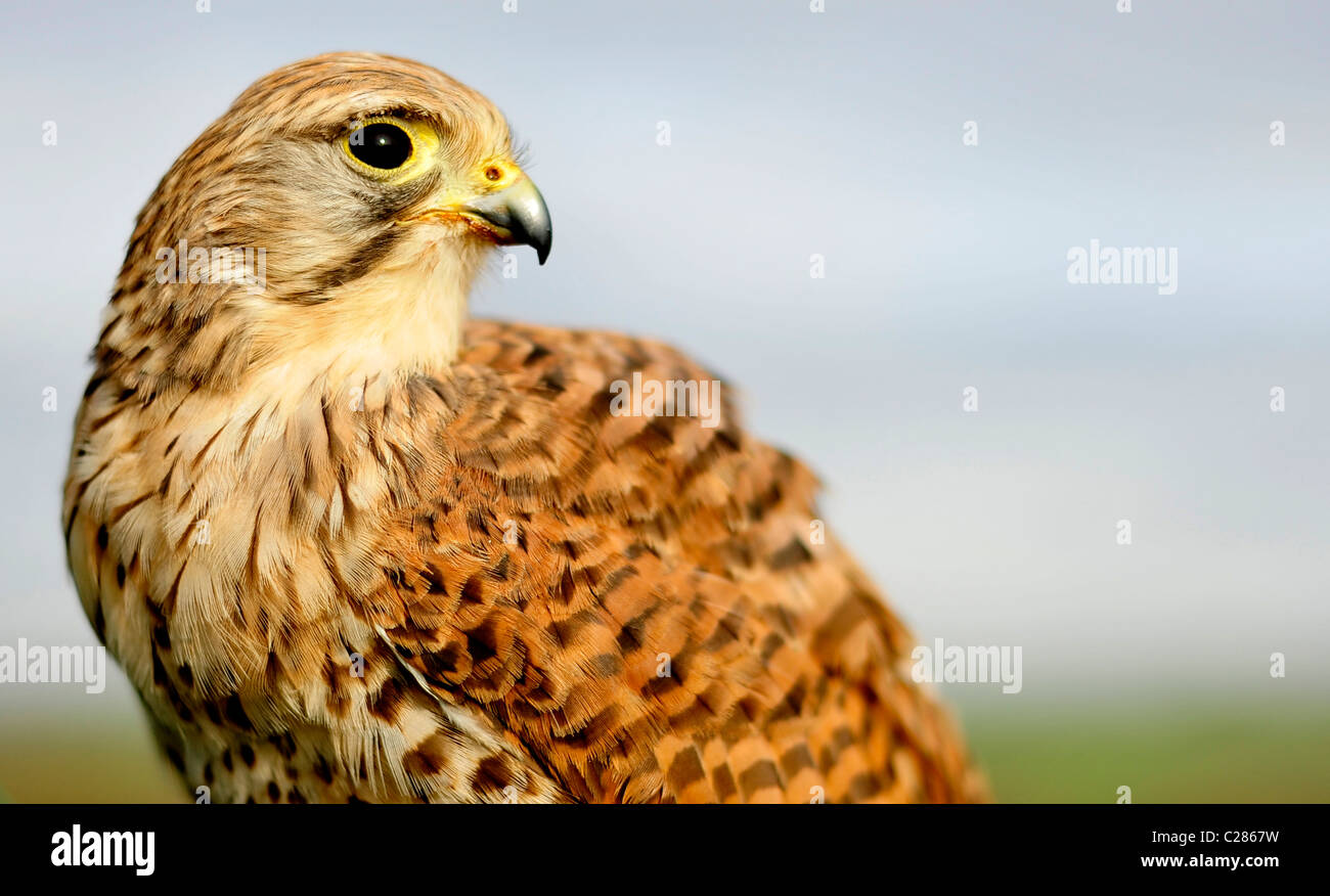 Un captive gheppio (Falconidae) Foto Stock