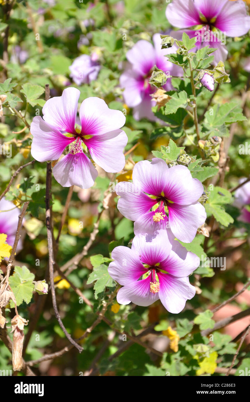 Cape Malva - Anisodontea Foto Stock