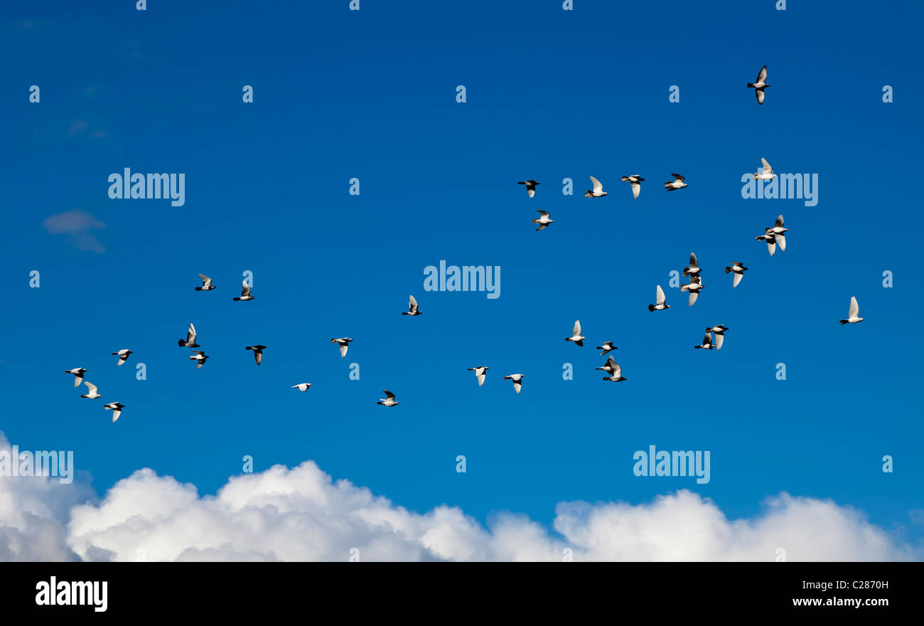 Stormo di colombe in volo Llanfoist Wales UK Foto Stock