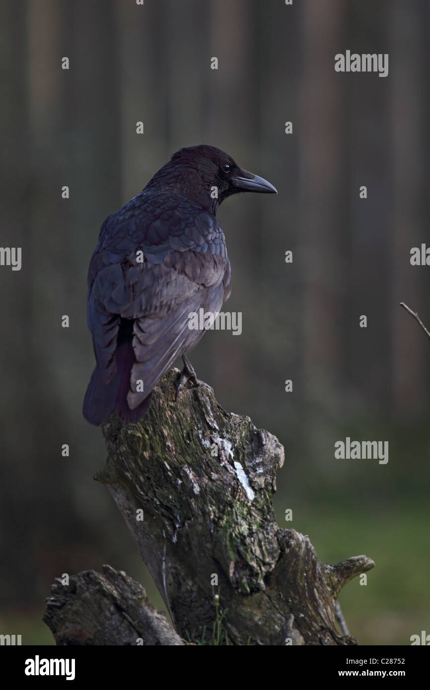 Carrion Crow (Corvus corone) seduti su un tronco di albero. Foto Stock