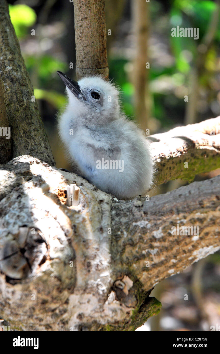 Fairy Tern pulcino, cugino isola riserva naturale e le Seicelle. Foto Stock