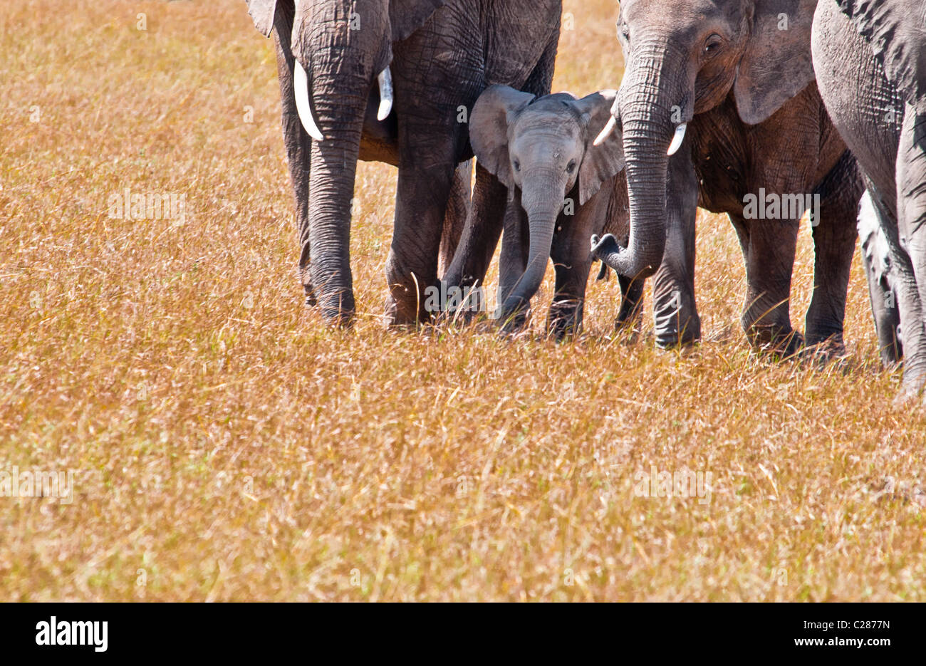 Elefante africano Vacche e vitelli, Loxodonta africana, il Masai Mara riserva nazionale, Kenya, Africa orientale Foto Stock