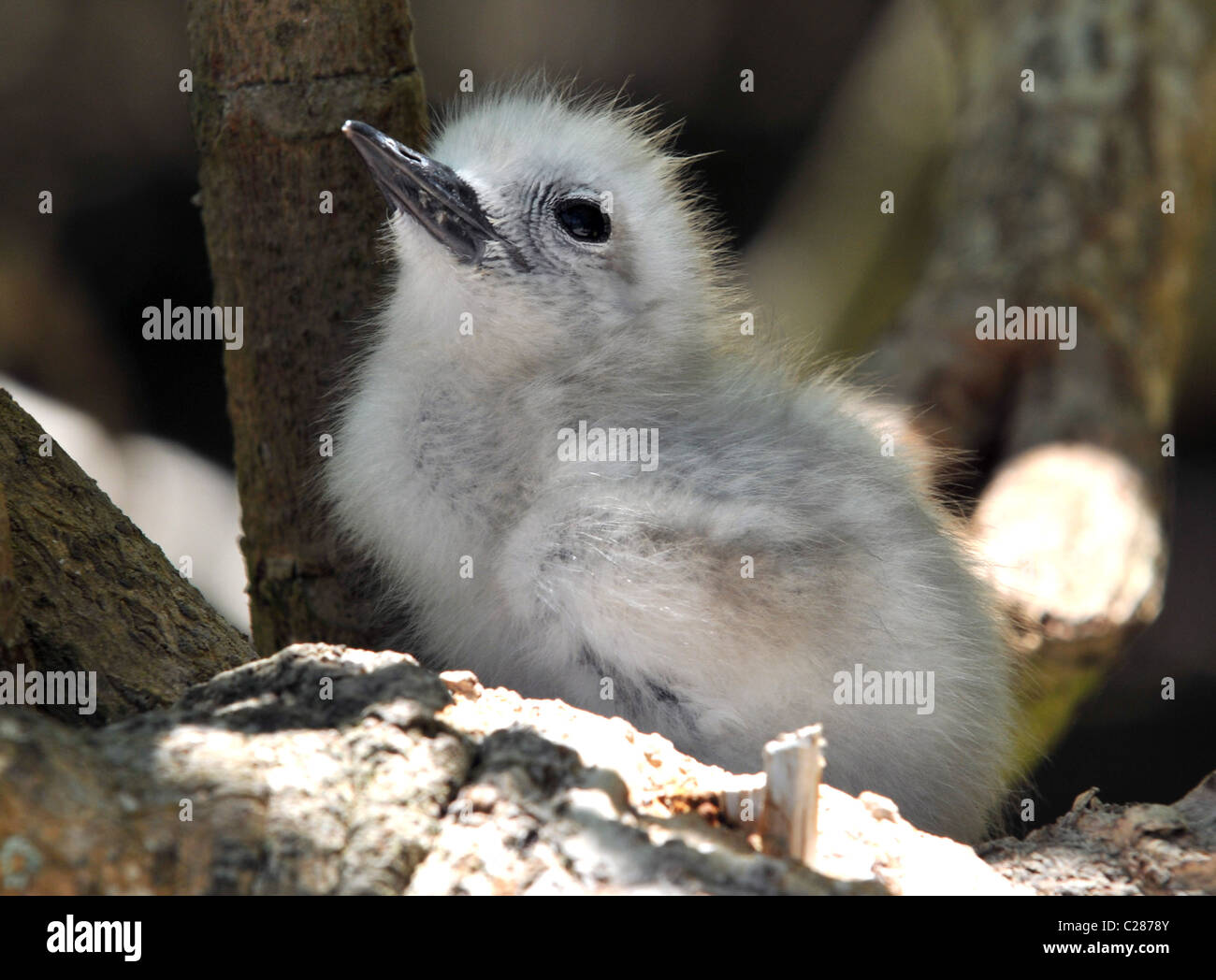 Fairy Tern pulcino, cugino isola riserva naturale e le Seicelle. Foto Stock