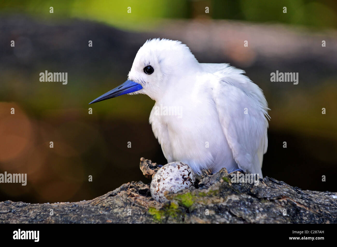 Fairy Tern (sterna nereis) nesting al cugino isola riserva naturale e le Seicelle. Foto Stock