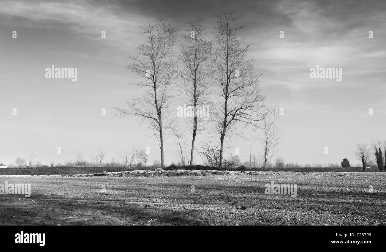 Alberi nel paese in inverno Foto Stock