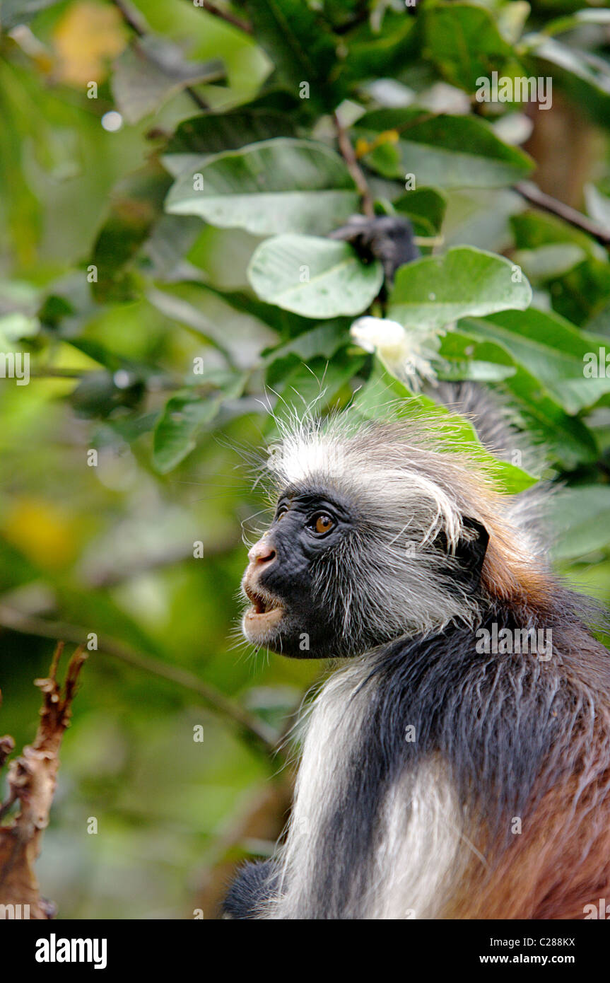 Red Colobus sull isola di Zanzibar Foto Stock