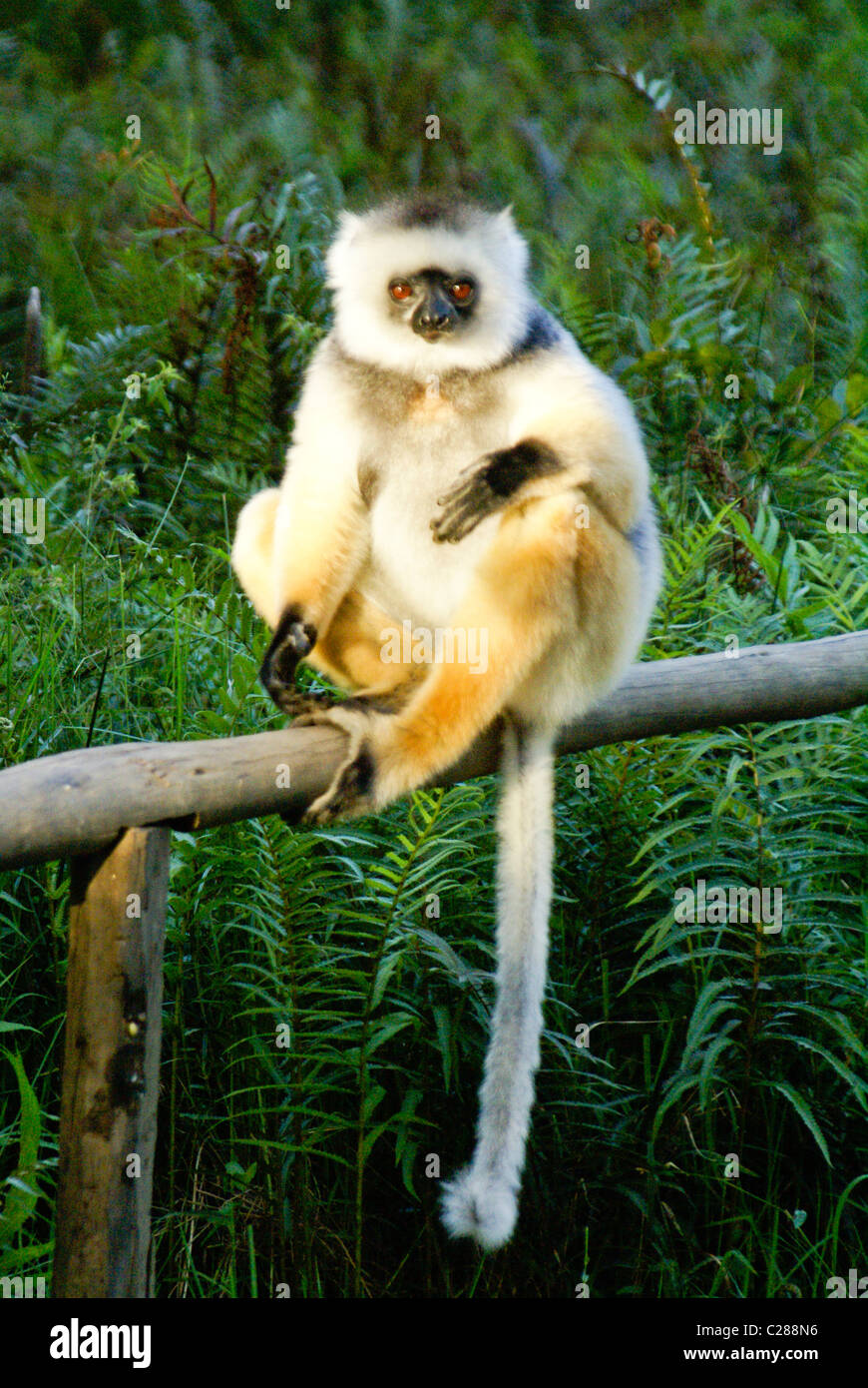 Diademed sifaka, lemuri Isola, Andasibe, Madagascar Foto Stock