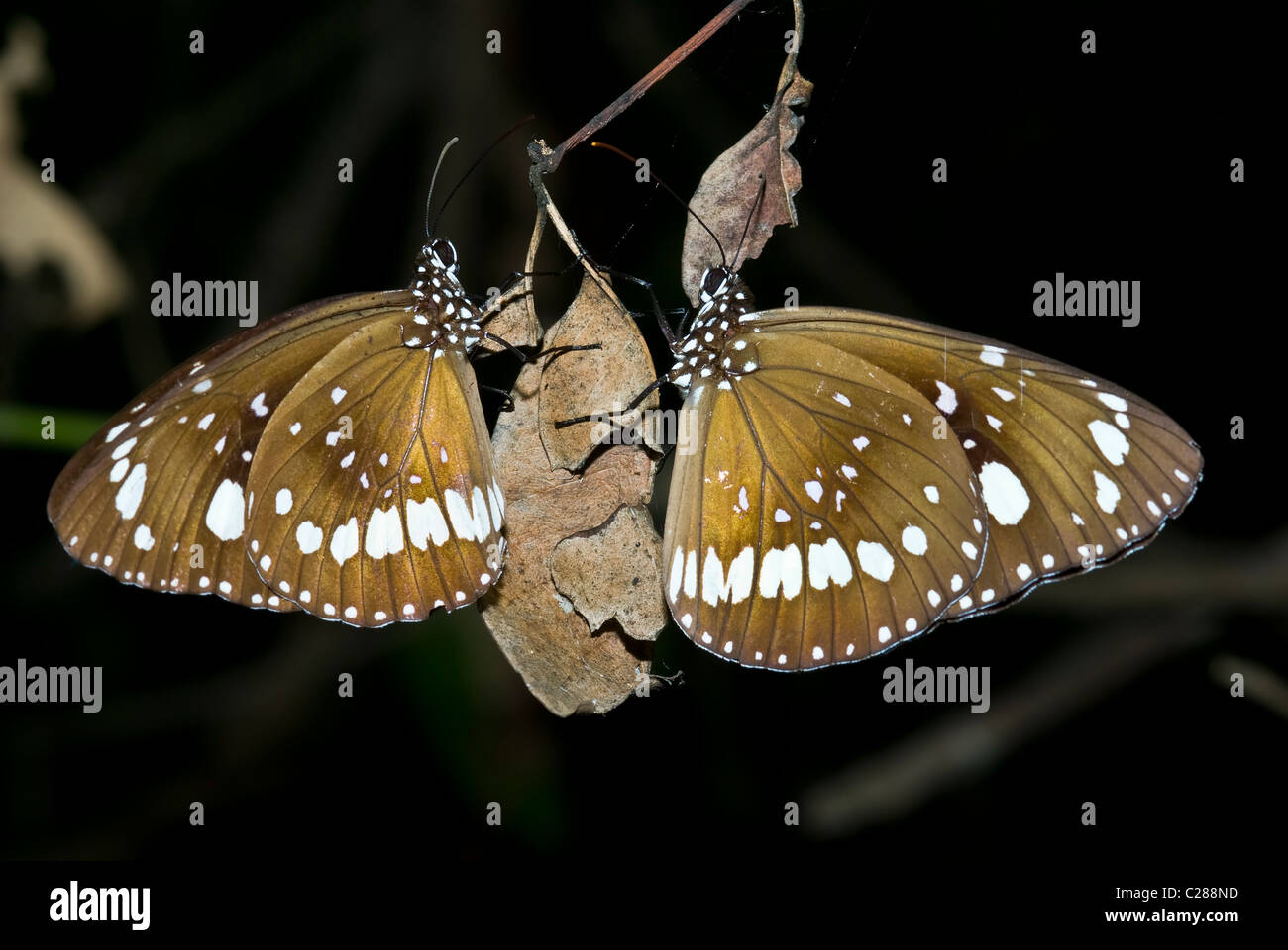 Una coppia di Oleandro farfalle roost su appeso un foglia secca di notte. Foto Stock