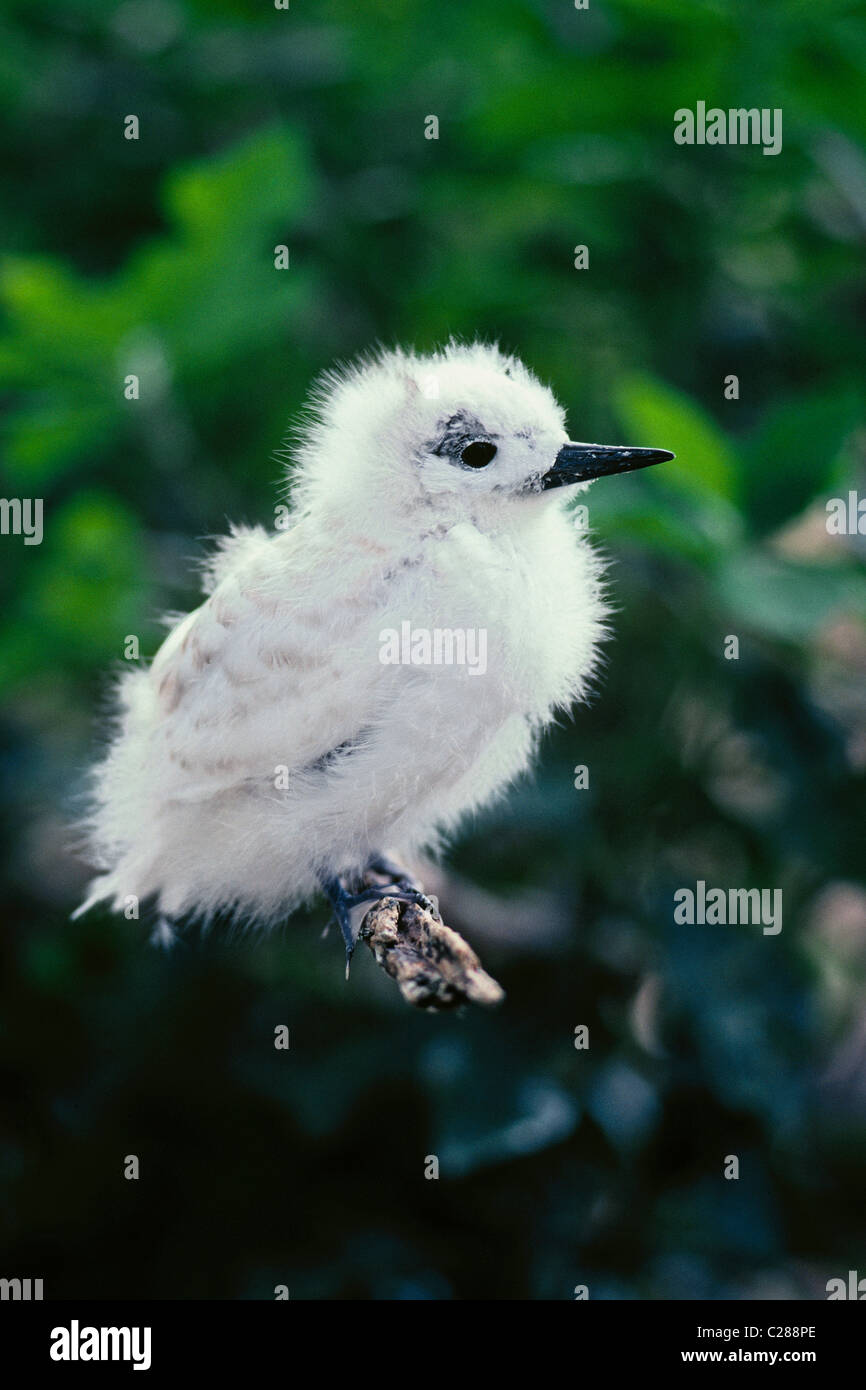 Comune di Fairy Tern chick (AKA White Tern); Isola Midway, Midway Atoll National Wildlife Refuge, Northwest isole hawaiane. Foto Stock