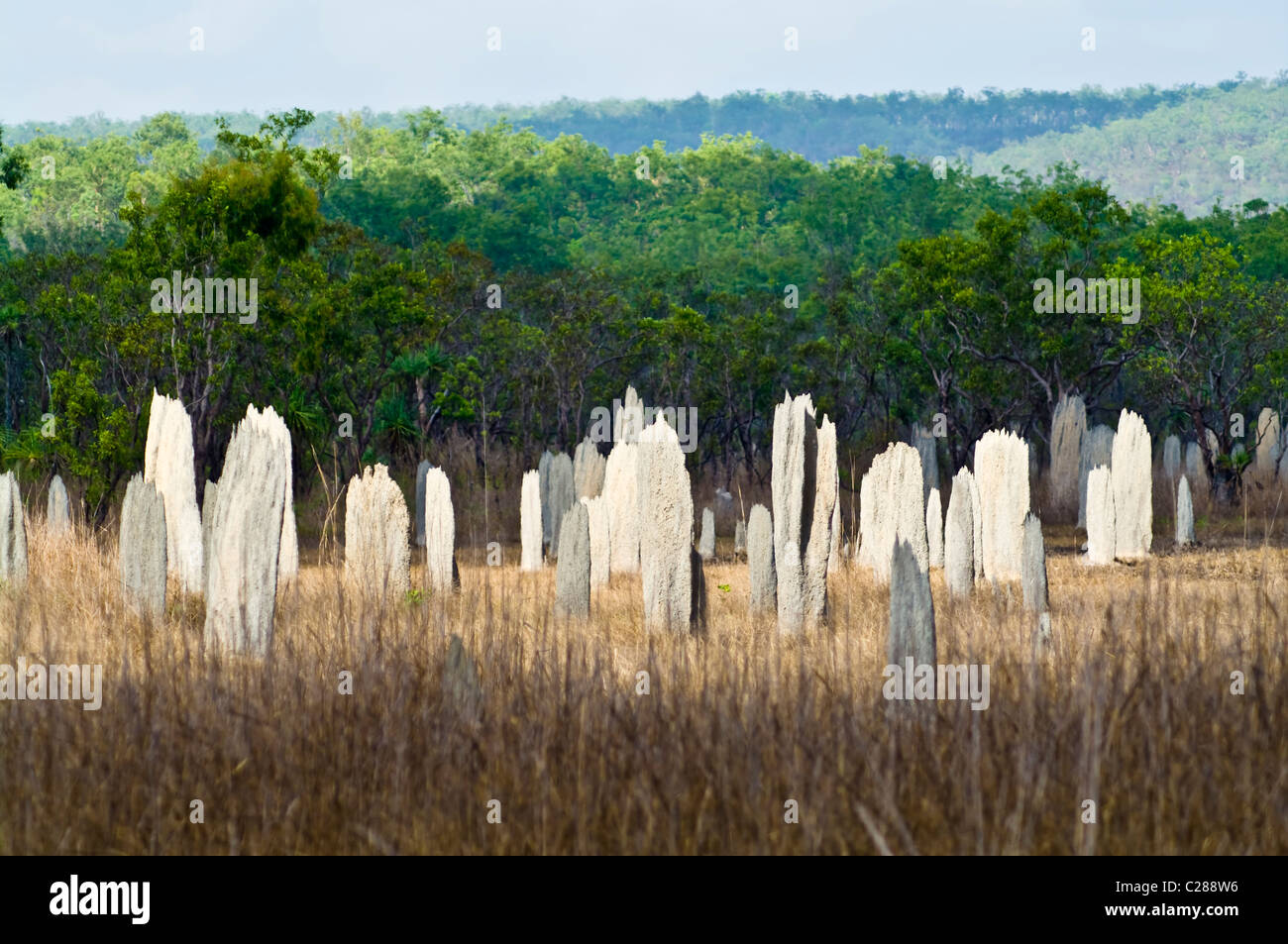 Una prateria punteggiata di nord-sud Termite magnetico tumuli. Foto Stock