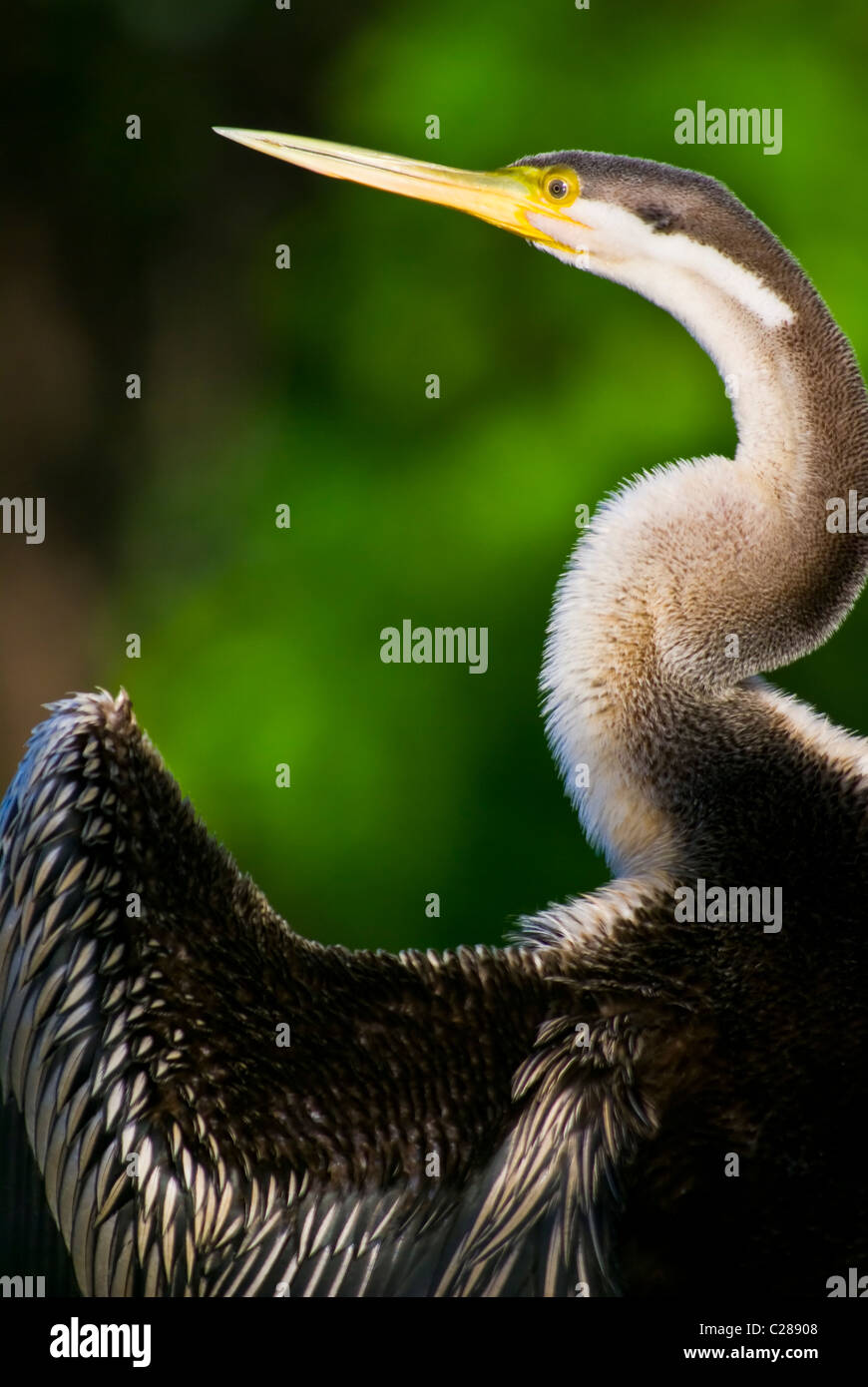Un sono ' appollaiati lungo collo Australian darter asciugando la sua ala piume. Foto Stock