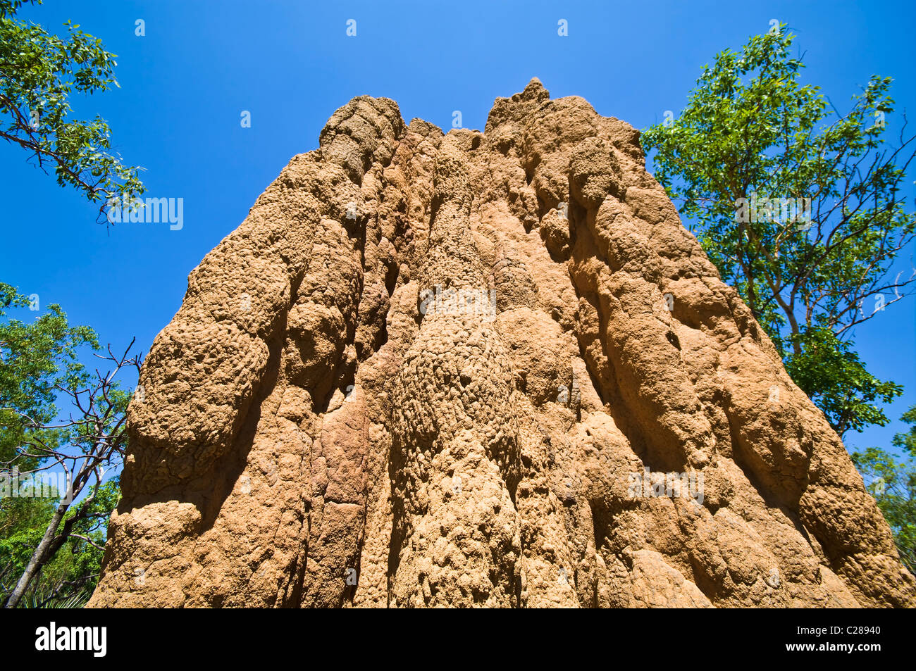 La texture e ripiegate guglia di una torreggiante cattedrale termite mound. Foto Stock