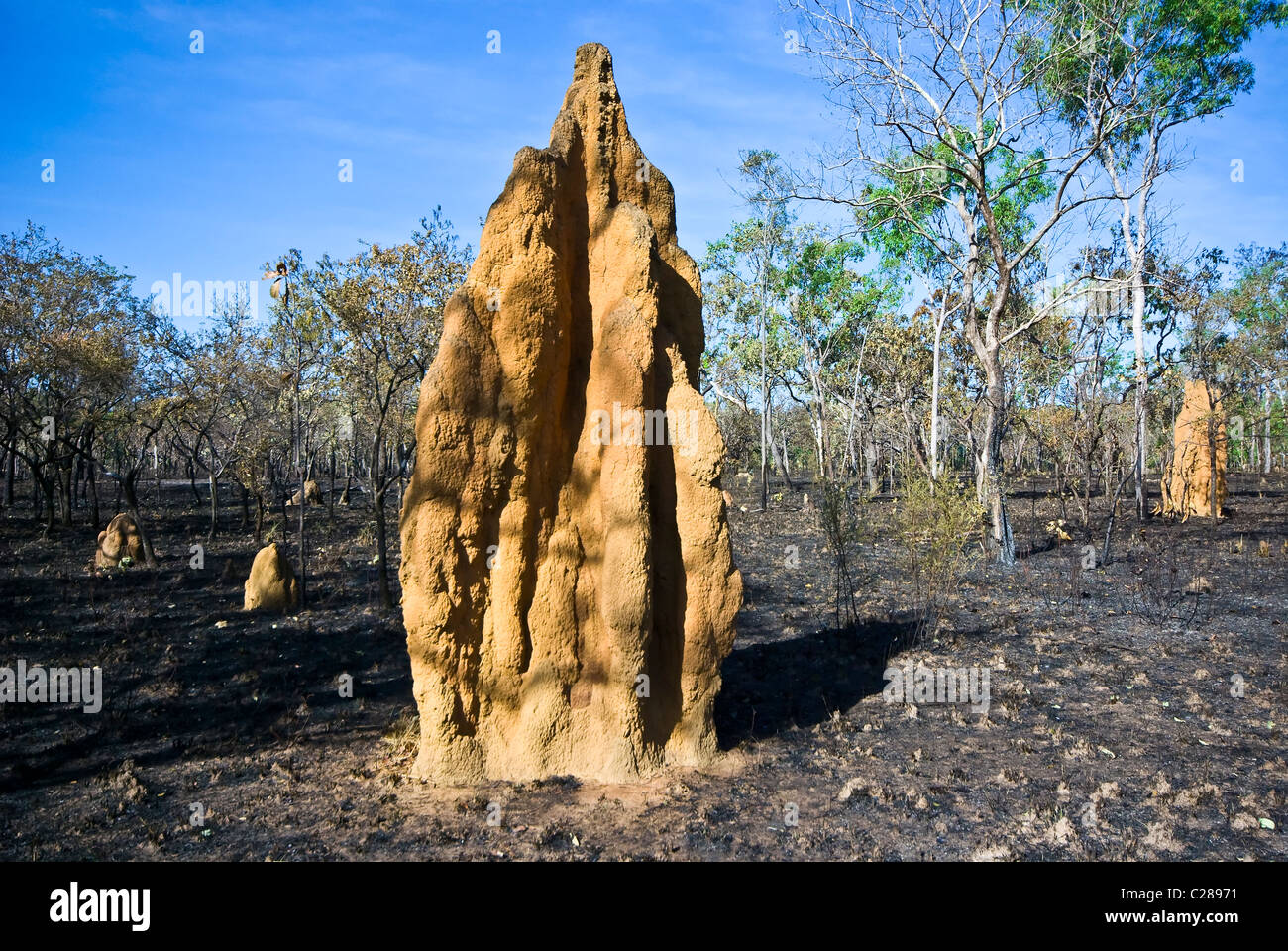 Testurizzato e ripiegate torreggiante cattedrale termite tumuli dopo un bushfire Foto Stock