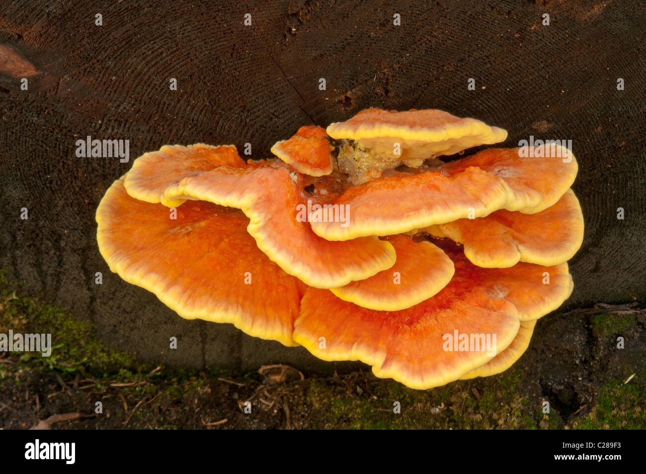 Ripiano di zolfo Fungo (Laetiporus sulfurei); Van Trump Park Trail; il Parco Nazionale del Monte Rainier, Washington. Foto Stock