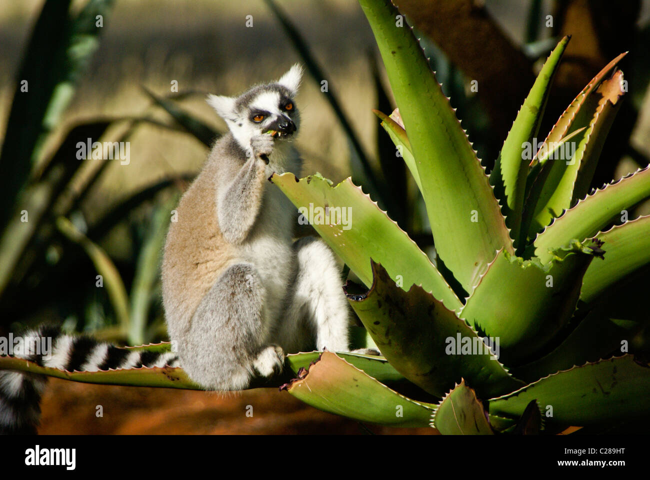 Anello-tailed lemur alimentazione su aloe, Madagascar Foto Stock