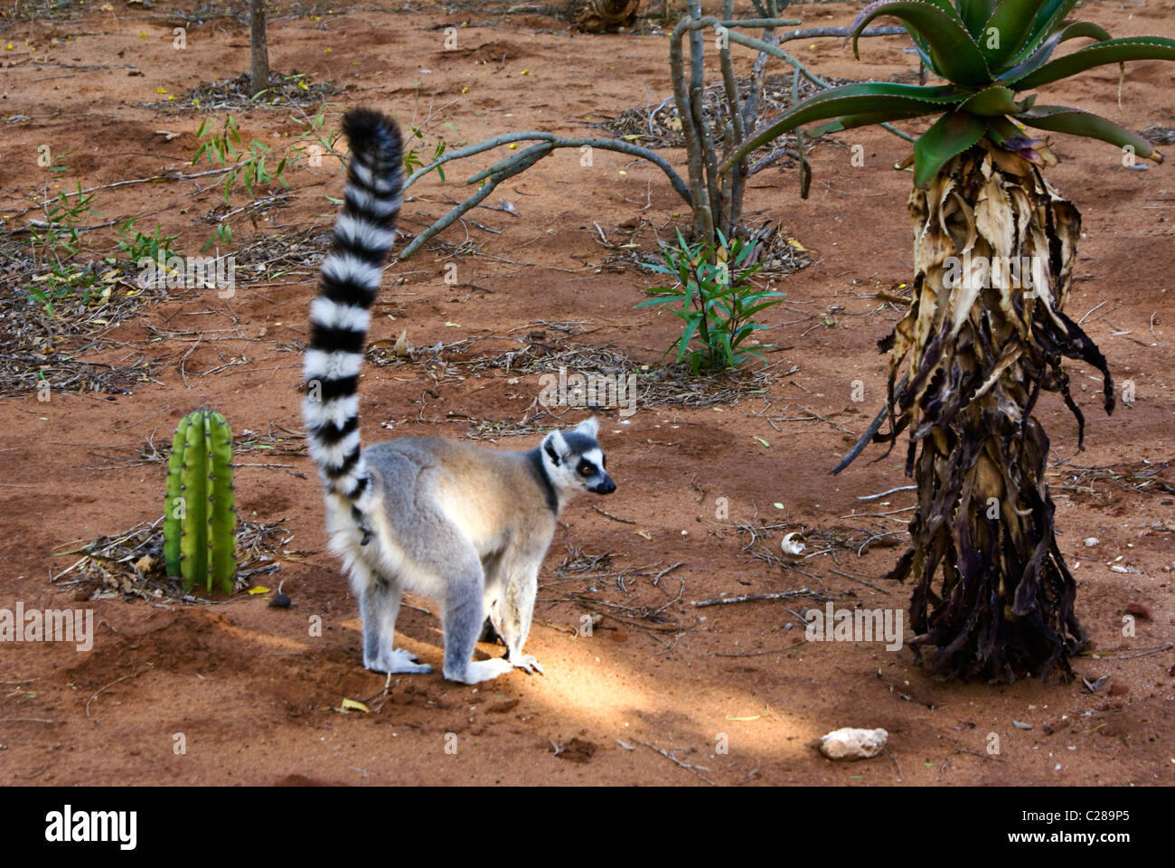 Anello-tailed lemur, Madagascar Foto Stock