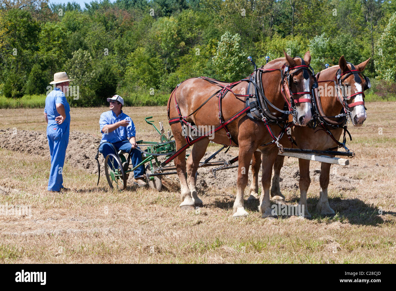 Progetto di cavalli arando un campo. Foto Stock