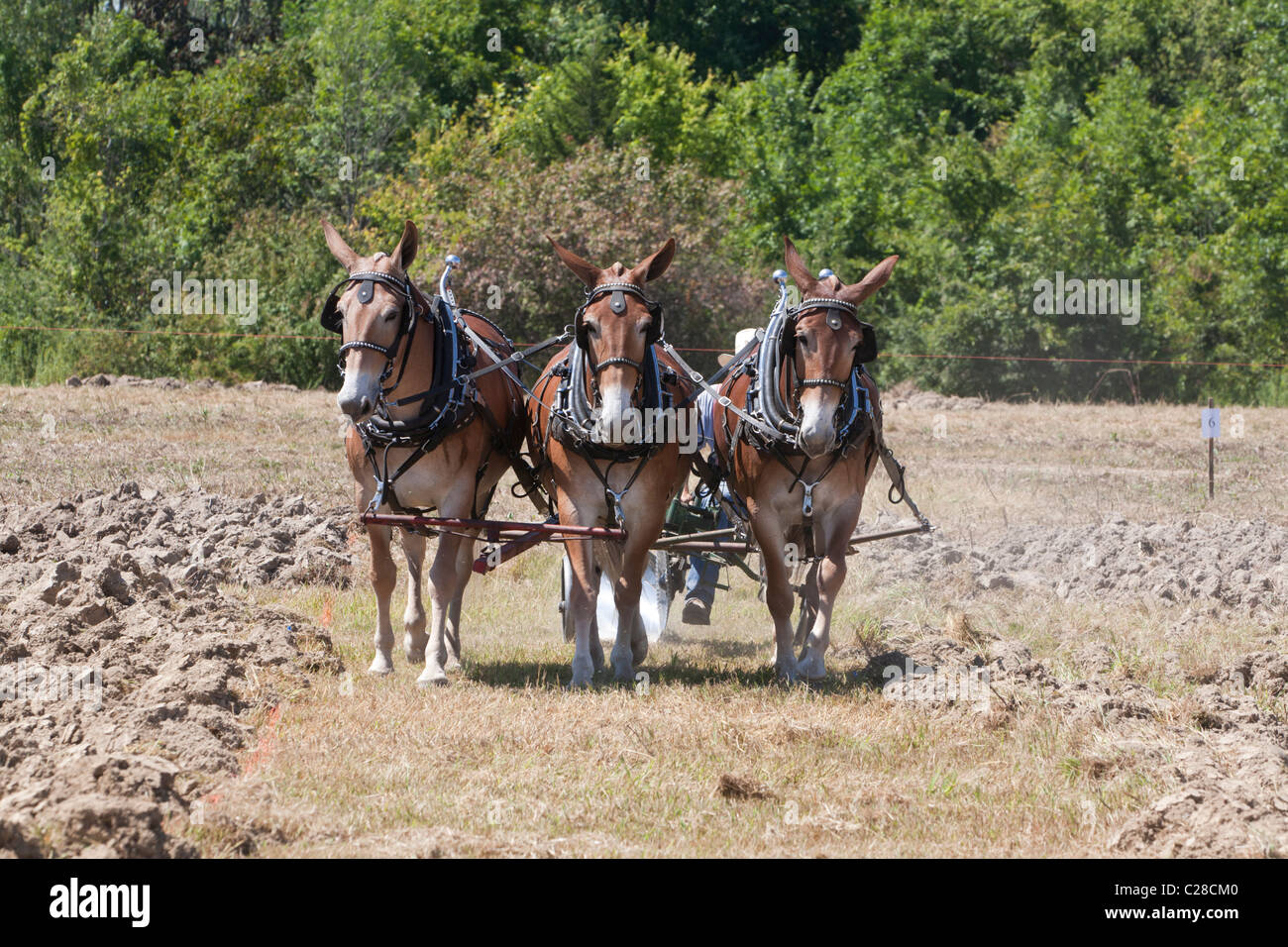 Progetto di cavalli arando un campo. Foto Stock