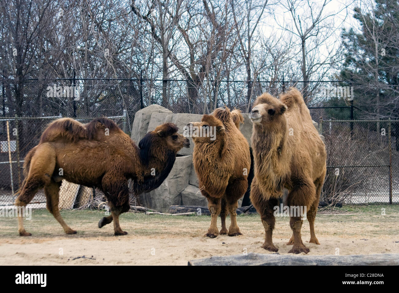 Il cammello Bactrian (Camelus bactrianus) Foto Stock