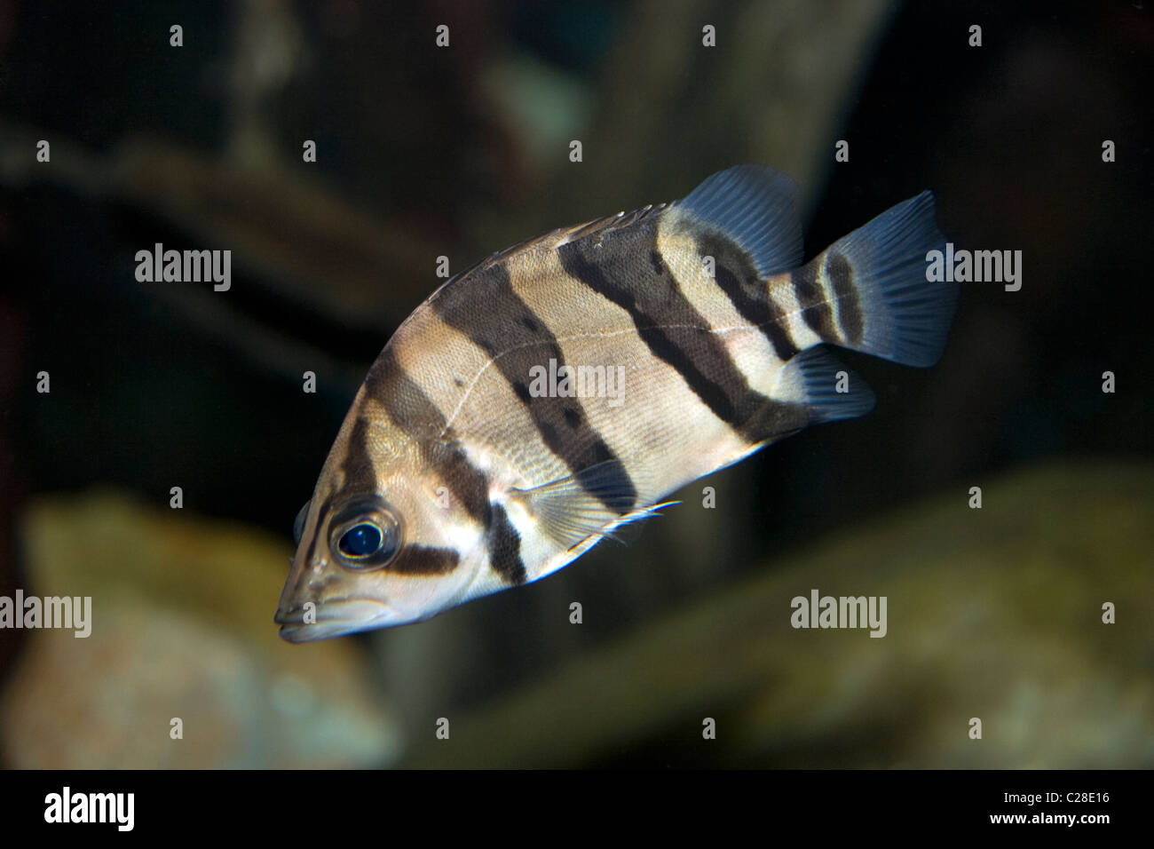 Shedd Aquarium Foto Stock