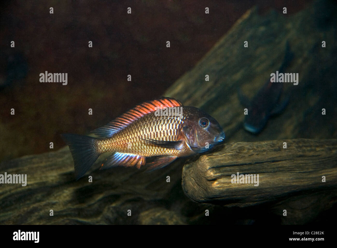 Il rosso cichlid moorii Foto Stock