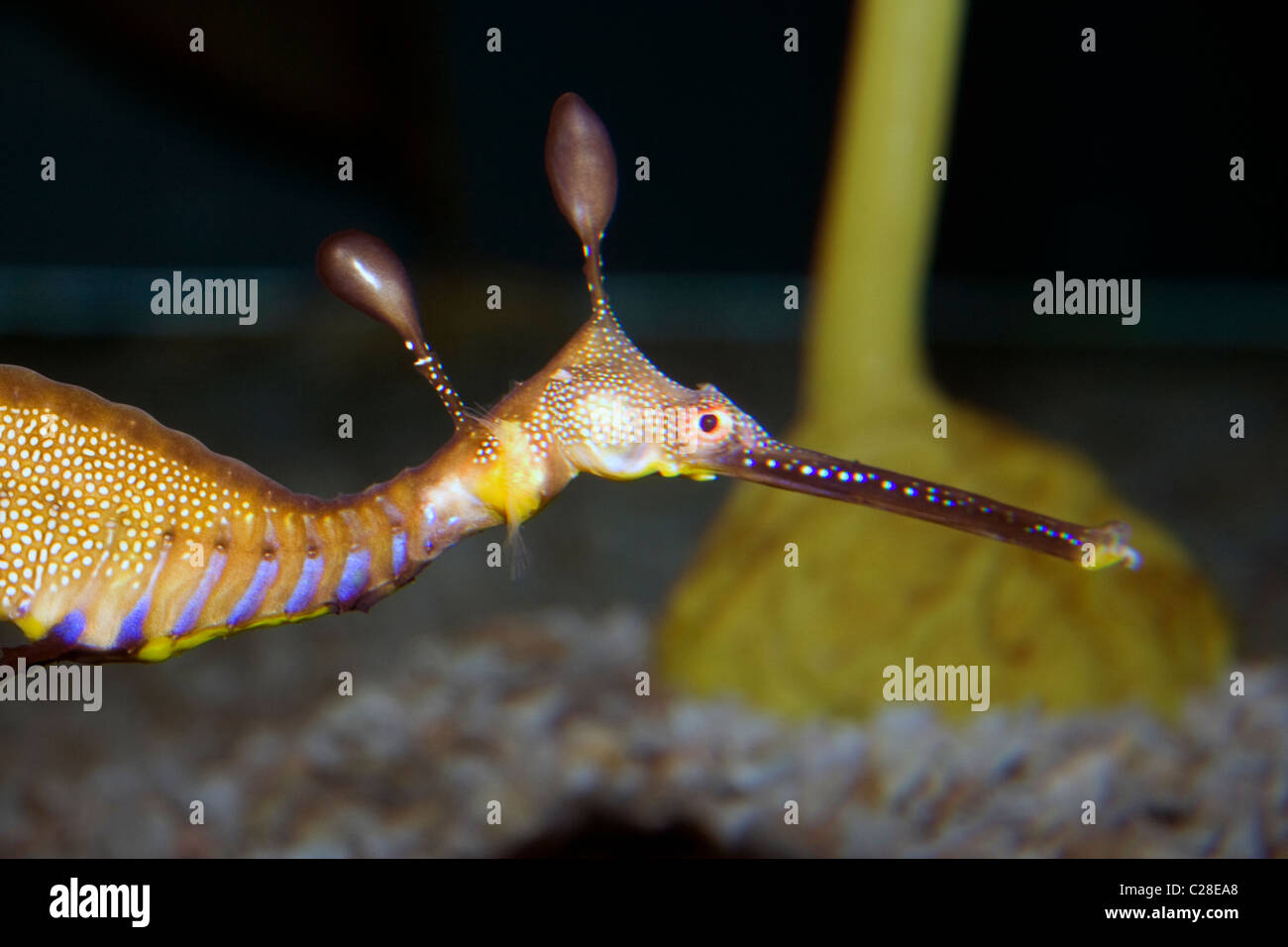 Il weedy seadragon (Phyllopteryx taeniolatus) Foto Stock