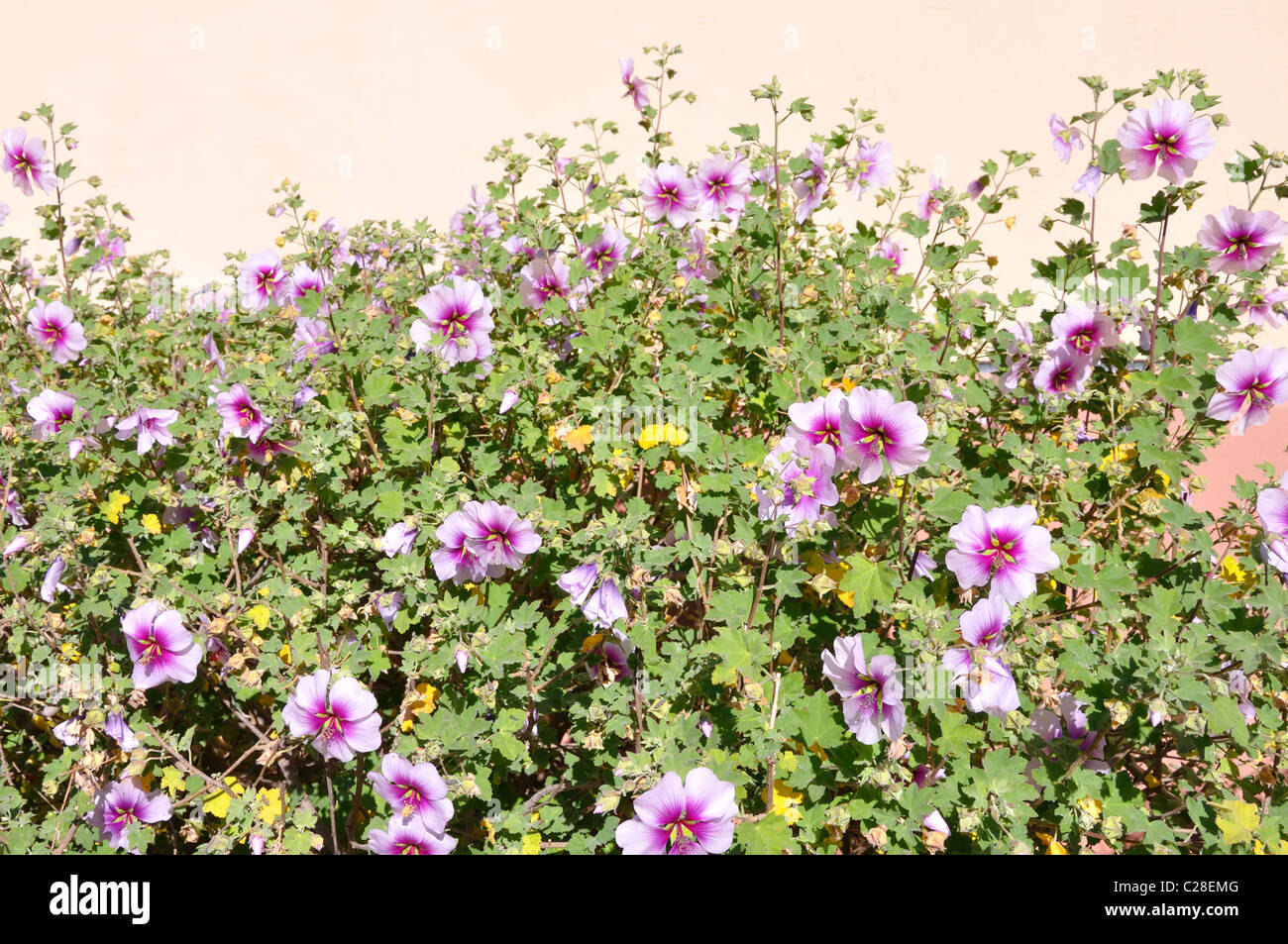 Cape Malva - Anisodontea Foto Stock