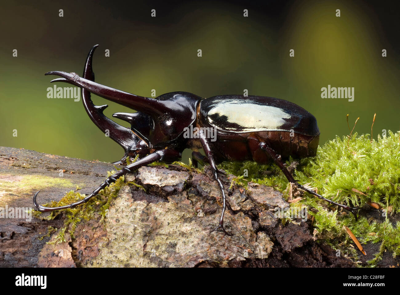 Tre-cornuto Beetle, Atlas Beetle (Chalcosoma Caucaso) sulla corteccia. Uno dei più grandi insetti sulla terra. Foto Stock